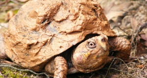 Turtle nets and abortion: Laws changed while you slept abortion