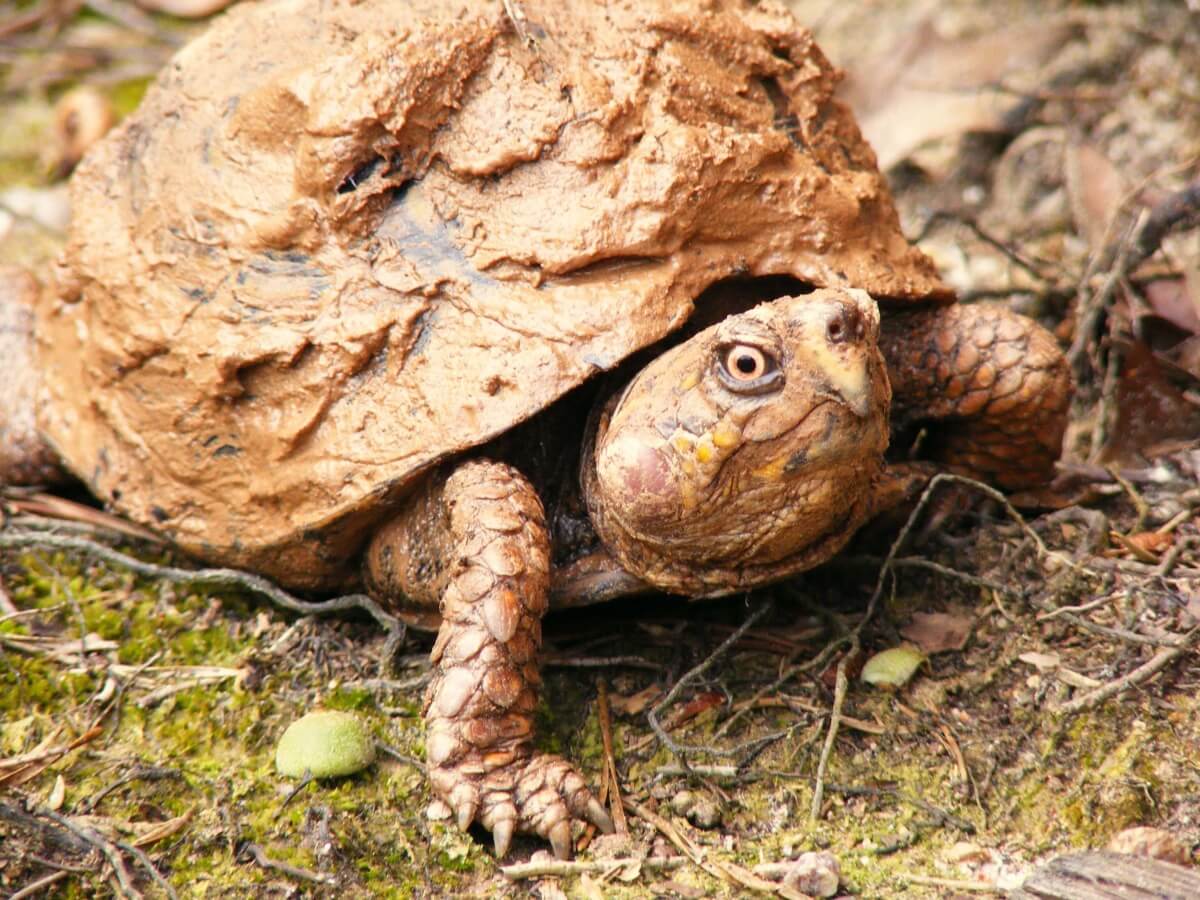 Turtle nets and abortion: Laws changed while you slept