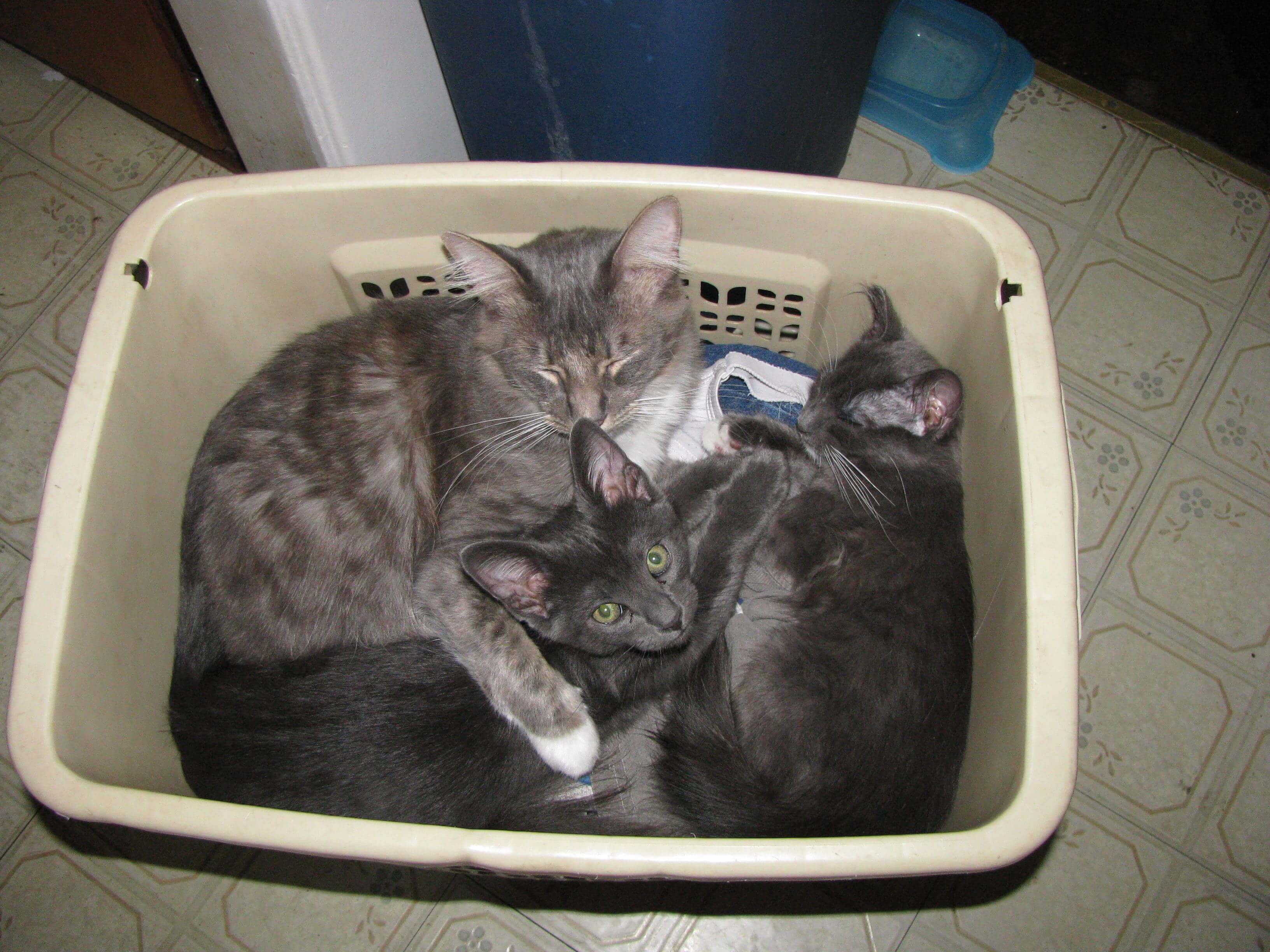 kittens