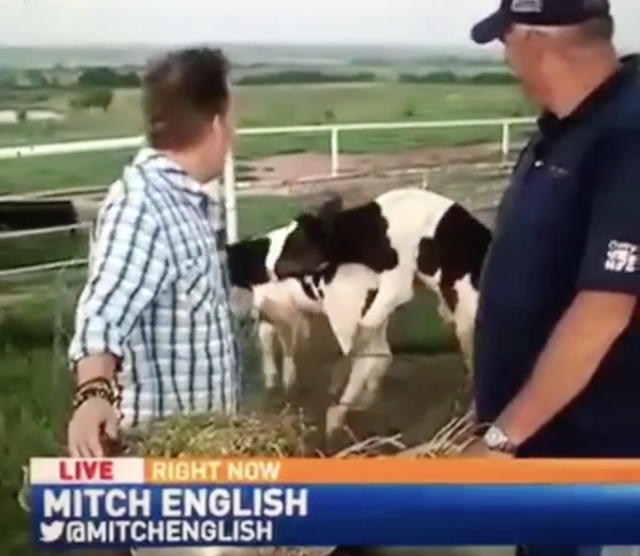 MitchEnglish_Cows Porngate