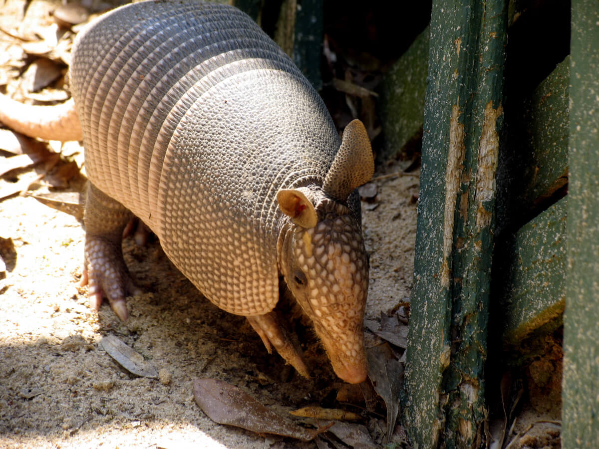 Armadillo