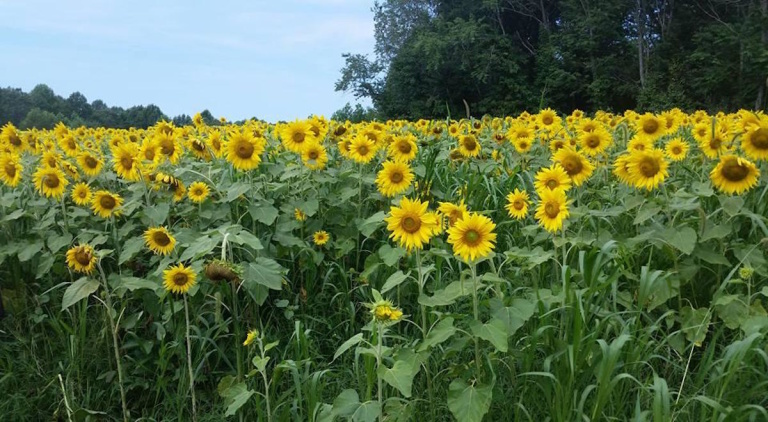 ‘Sweet Tea and Sunflowers,’ a short story