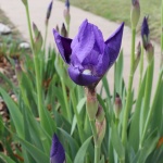 iris blossom