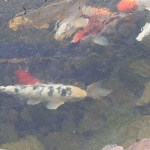 Koi fish
