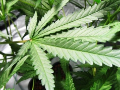 Failed marijuana lawsuit exposes faux Federalists federalists