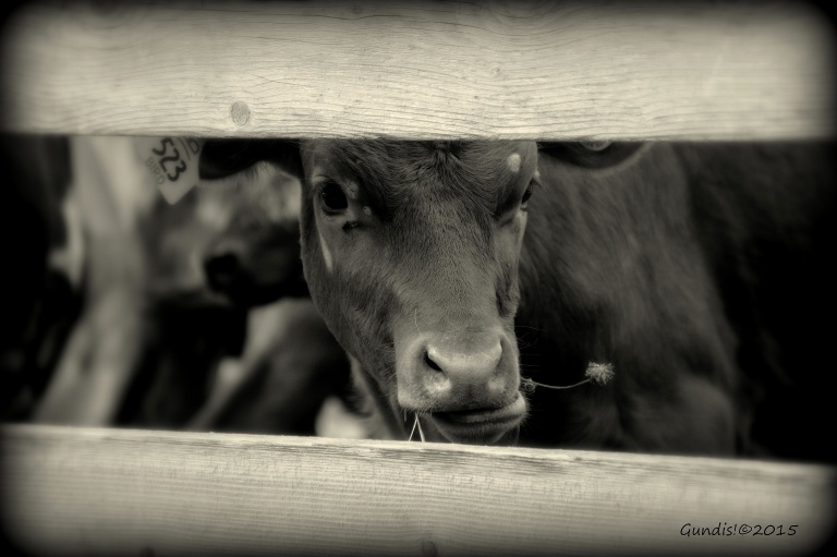 Letter: Oppose SQ 777 ‘Right to Farm’