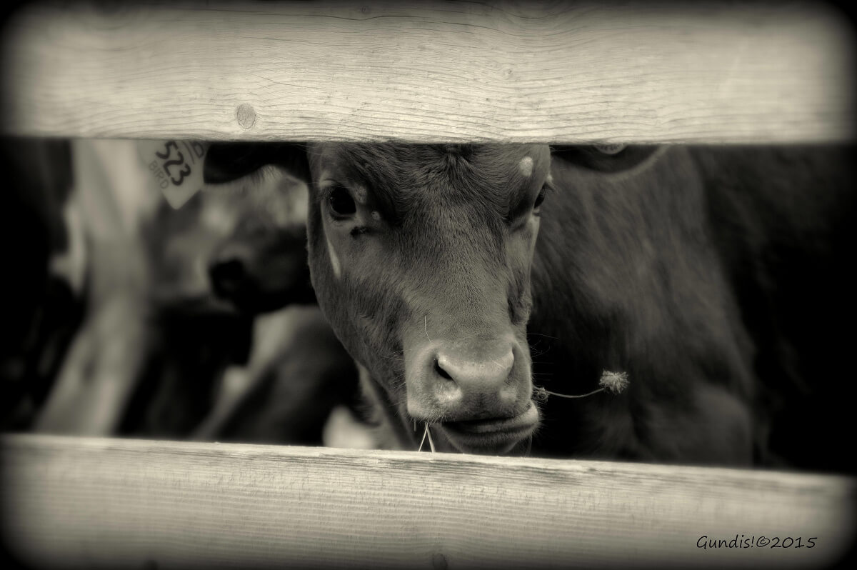 Right to Farm