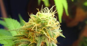 THC breathalyzer program could help police detect marijuana impairment THC breathalyzer