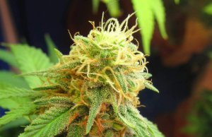 THC breathalyzer program could help police detect marijuana impairment THC breathalyzer