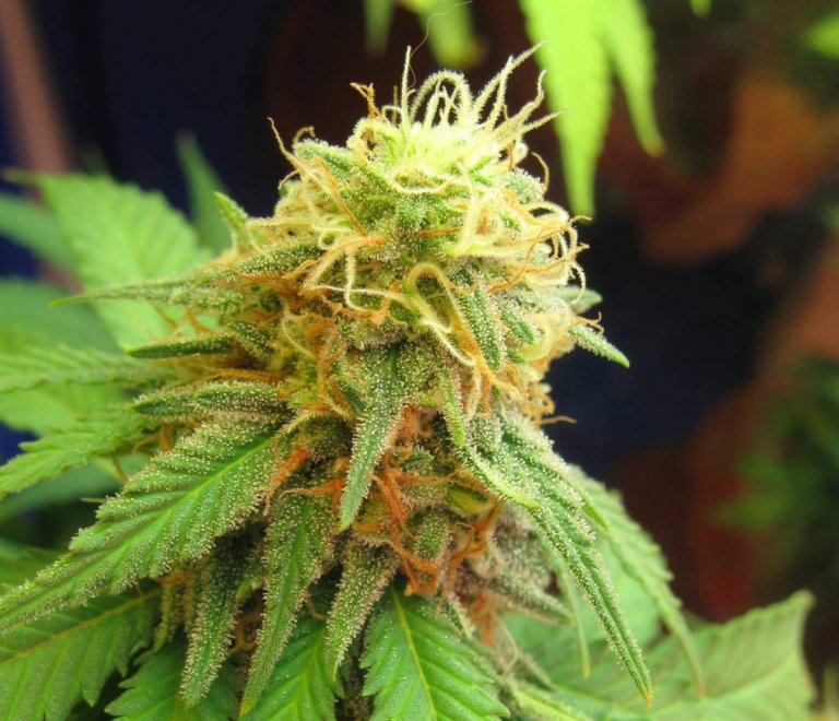 THC breathalyzer program could help police detect marijuana impairment