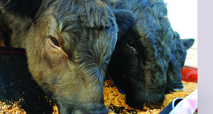 Oklahoma Animal Study ‘first of its kind’ Oklahoma Animal Study