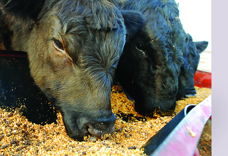 Oklahoma Animal Study ‘first of its kind’