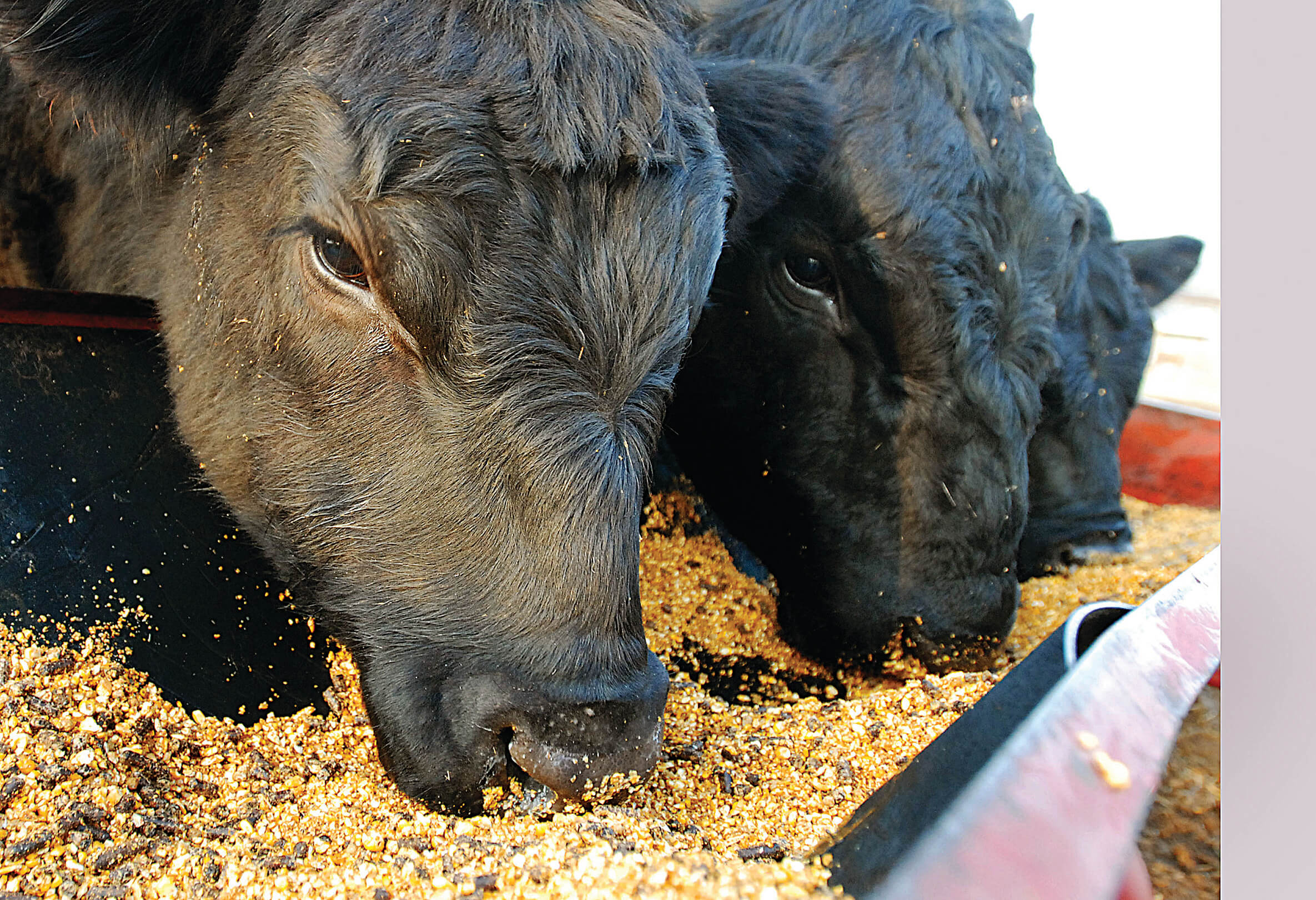 Oklahoma Animal Study ‘first of its kind’