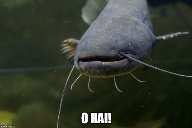 catfishing