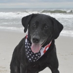 America Dog