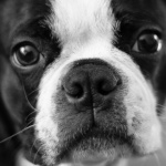 Dog :-)