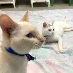 Meowapalooza