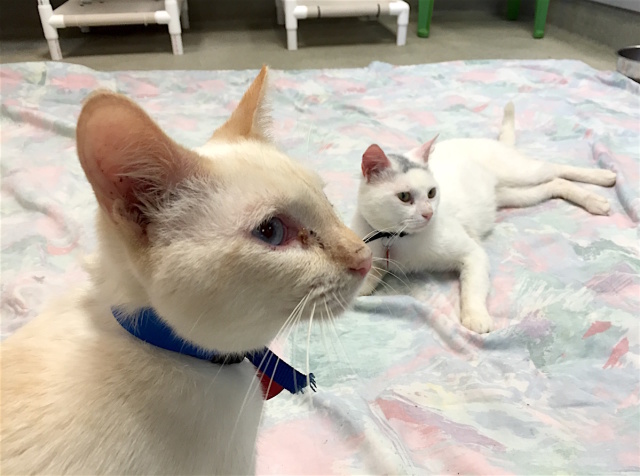 Meowapalooza