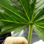 base-of-cannabis-leaf