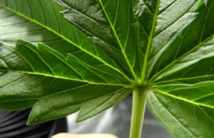 Dorman: Medical marijuana makes ballot in Oklahoma medical marijuana