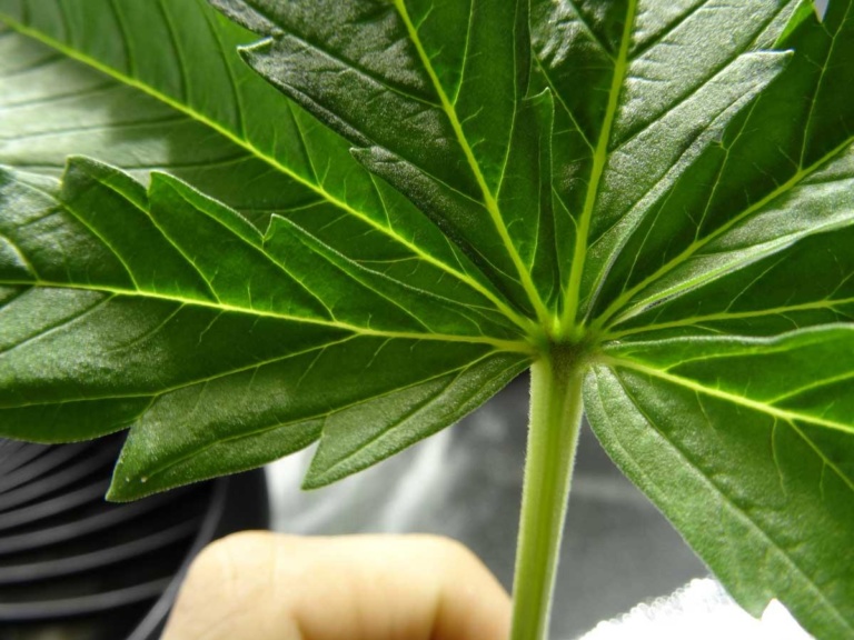 Dorman: Medical marijuana makes ballot in Oklahoma