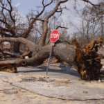 Katrina-backup