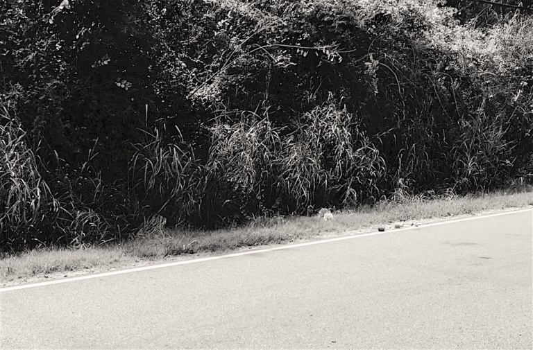 Sundaze: Terence Crutcher’s forest & ‘The rot in my yard’