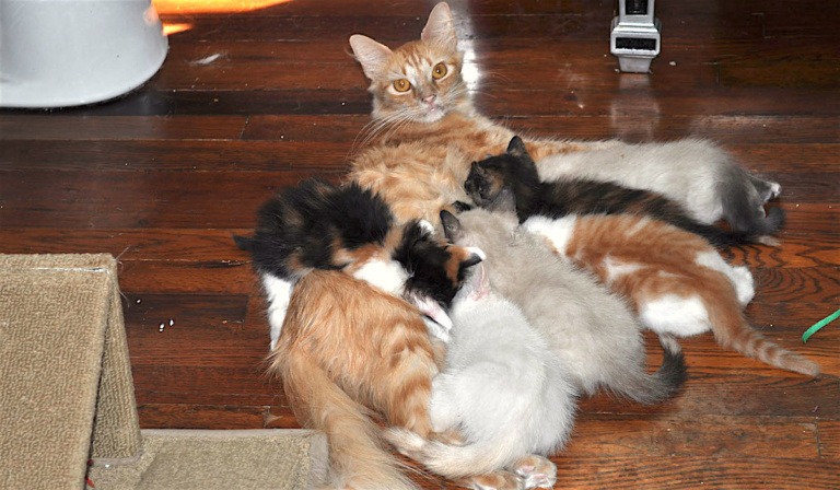 Rebuttal: Pets & People article misinformed, incorrect
