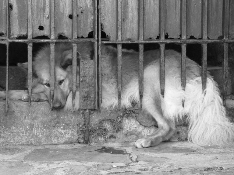 Yukon animal shelter’s no-kill policy hides ‘dark truths’