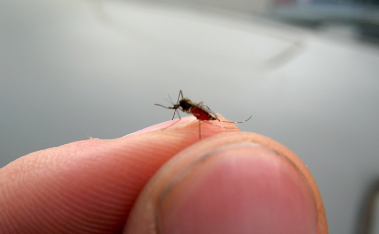Despite WHO downgrade, Zika an ongoing health crisis