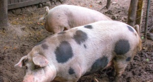 Editorial: Pig dumping at Lawton mosque a damn shame Lawton mosque pig dumping
