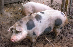 Editorial: Pig dumping at Lawton mosque a damn shame Lawton mosque pig dumping