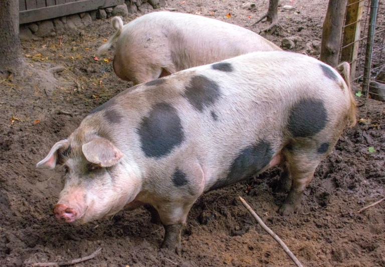 Editorial: Pig dumping at Lawton mosque a damn shame