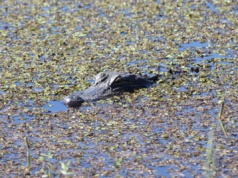 Sinister vibes haunt marsh country of coastal Louisiana marsh country
