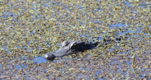 Sinister vibes haunt marsh country of coastal Louisiana marsh country
