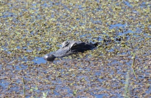 Sinister vibes haunt marsh country of coastal Louisiana marsh country