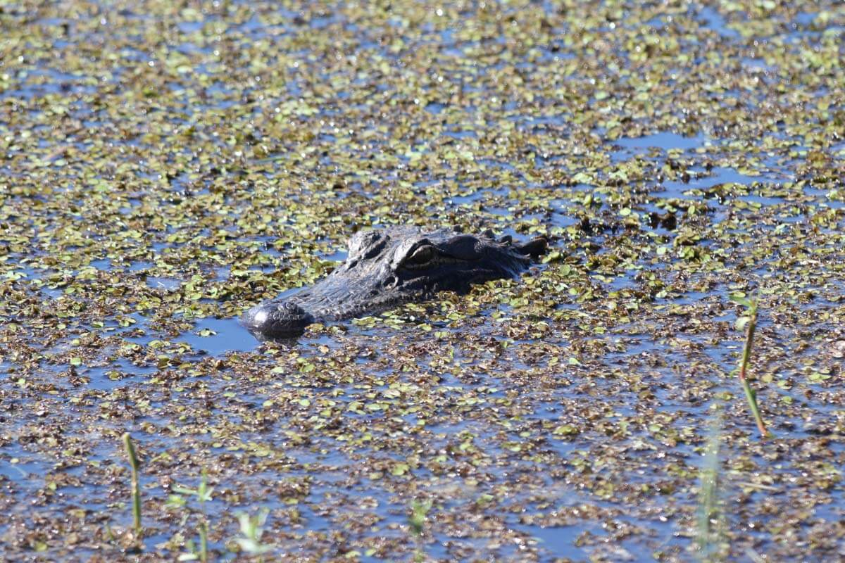 Sinister vibes haunt marsh country of coastal Louisiana