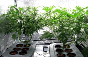 Arkansas medical marijuana efforts favoring the rich Arkansas medical marijuana