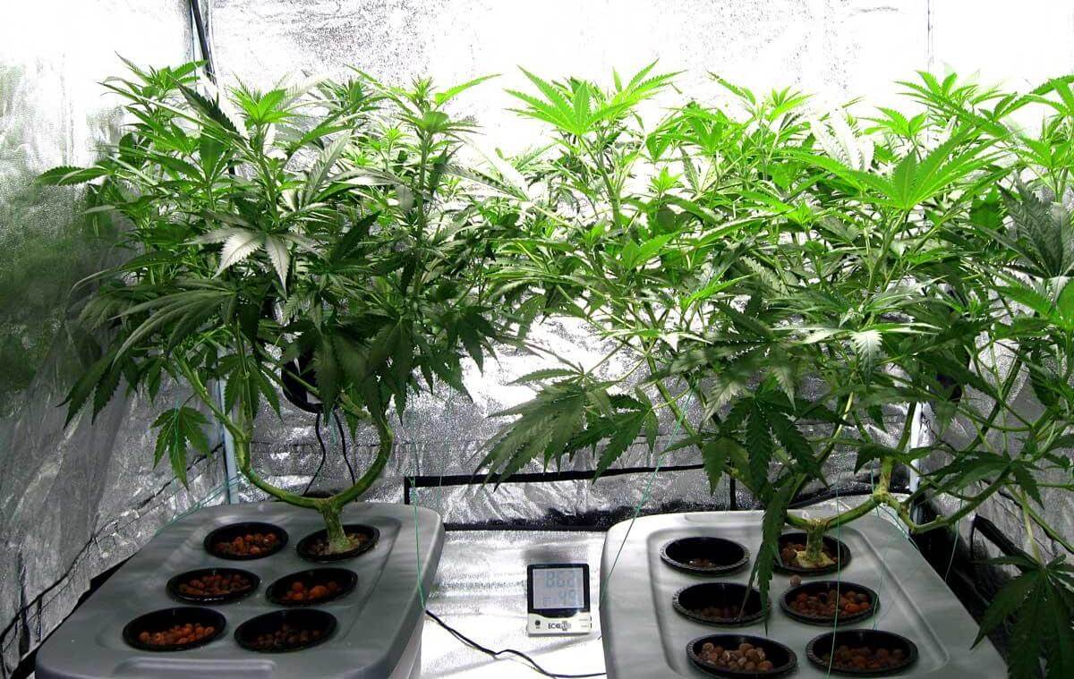 Arkansas medical marijuana efforts favoring the rich