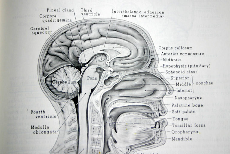 ‘The mind, the will and the brain’