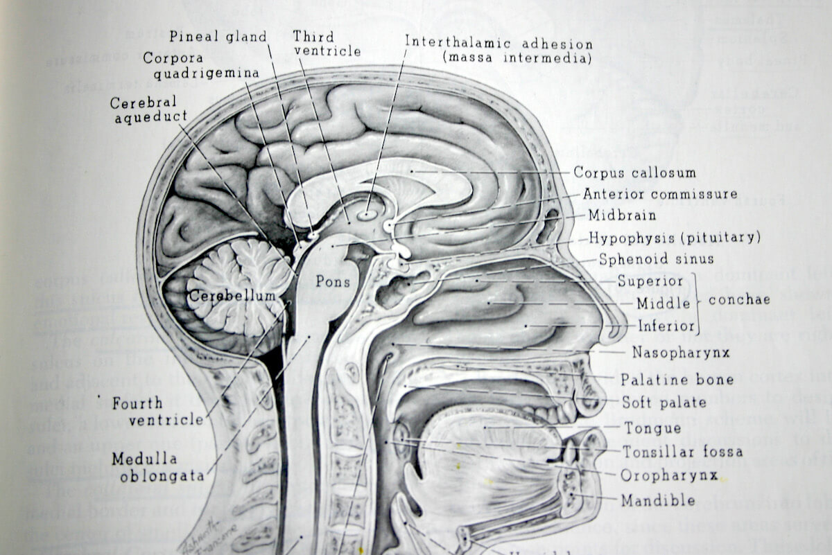 The will and the brain