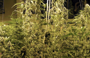 Democrats author medical marijuana legislation medical marijuana legislation