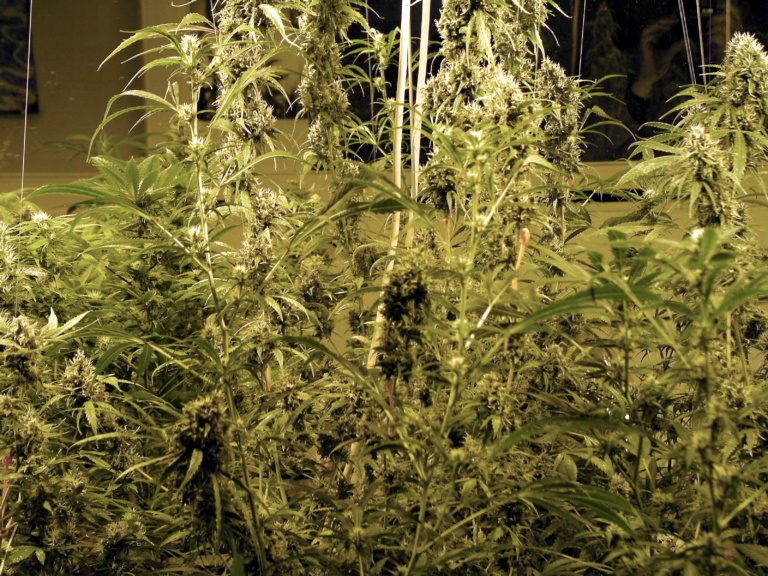 Democrats author medical marijuana legislation