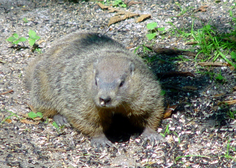 Groundhog Day to feature sexual harassment findings: A timeline