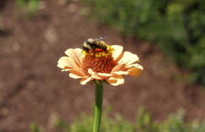 Honeyguise: ‘We never knew it would start with the bees’ bees