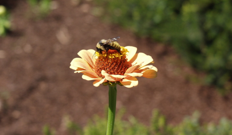 Honeyguise: ‘We never knew it would start with the bees’