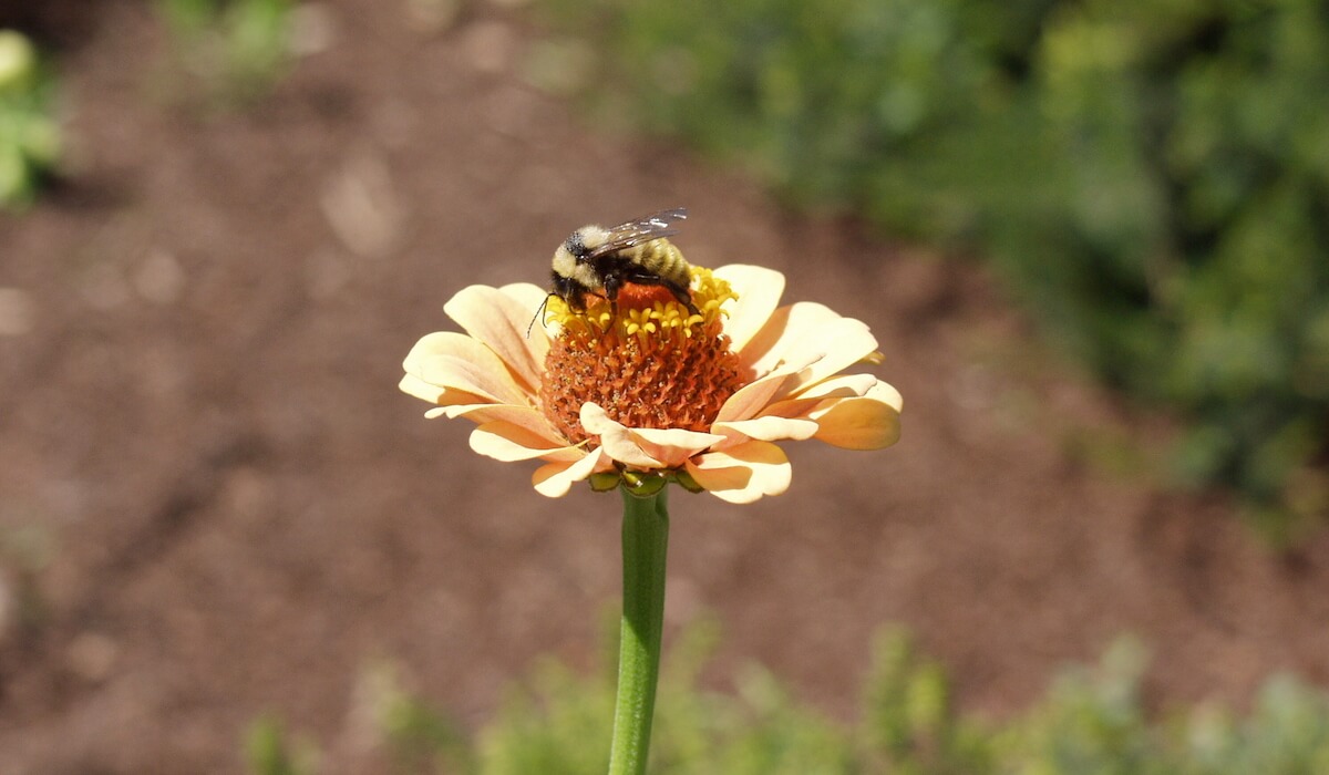 bees