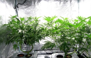 420: No longer just for stoners as weed politics grow 420
