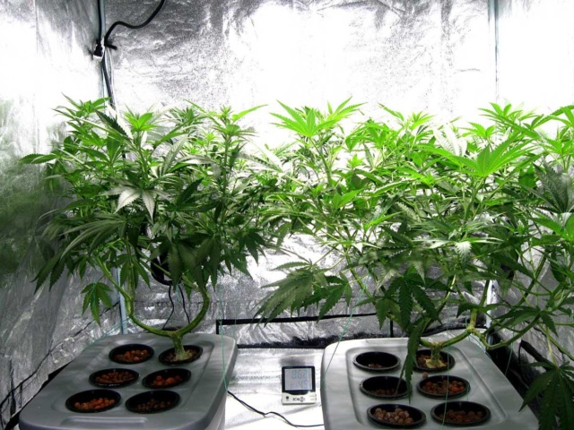 420