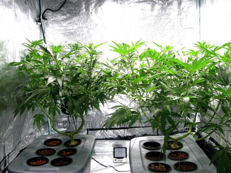 420: No longer just for stoners as weed politics grow